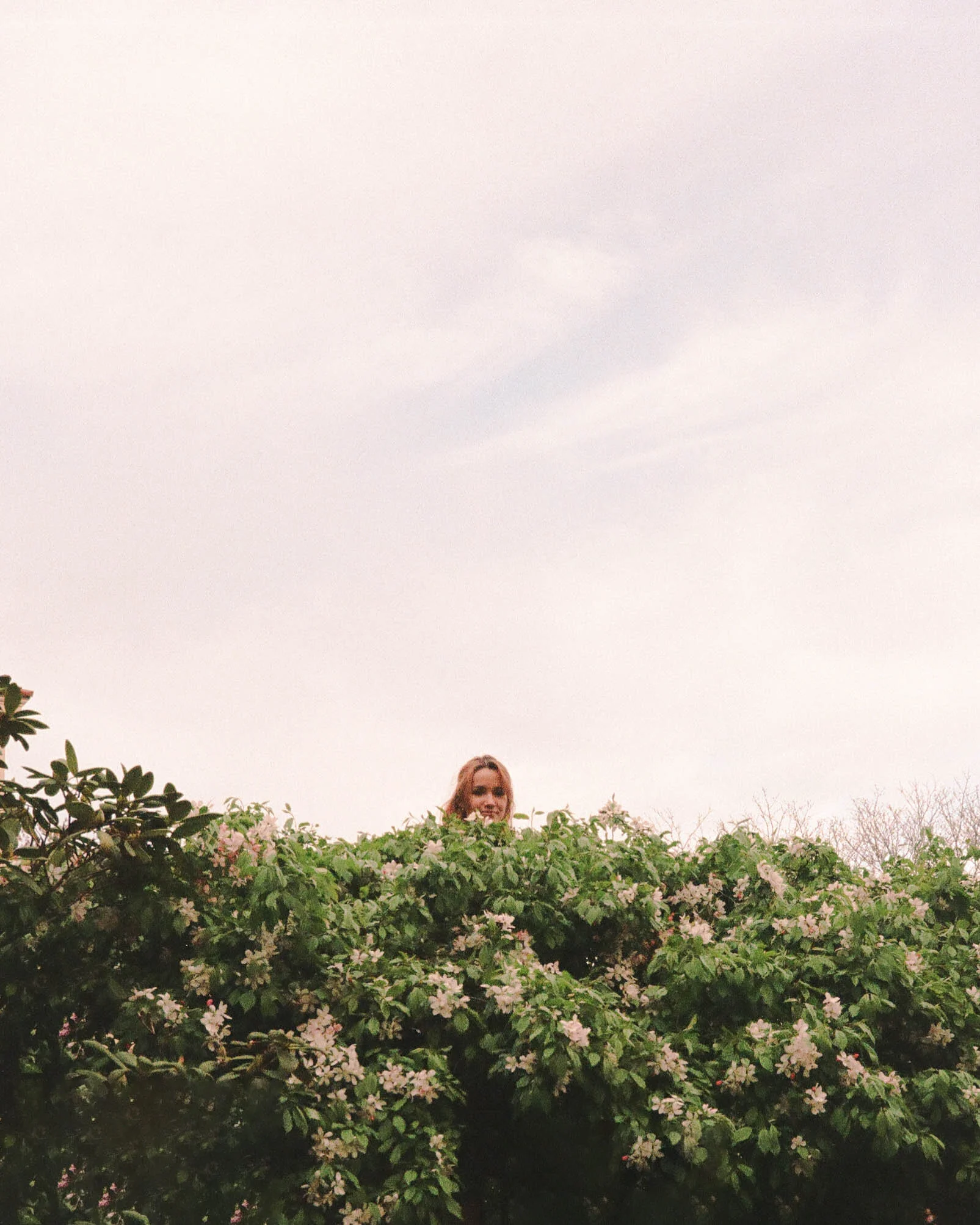 stella trees edit.jpg