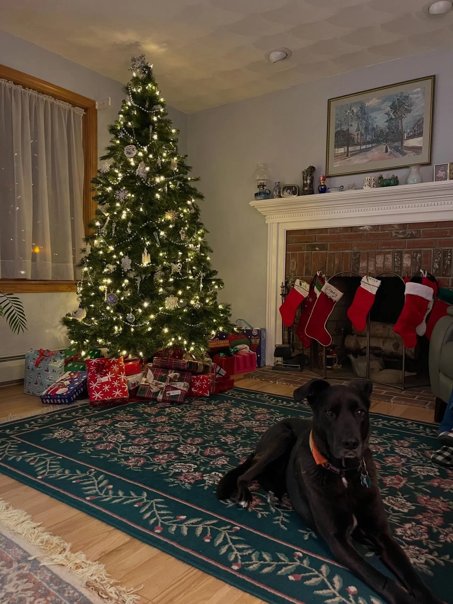so, good news. I saw a dog today 🎄 12.28.25