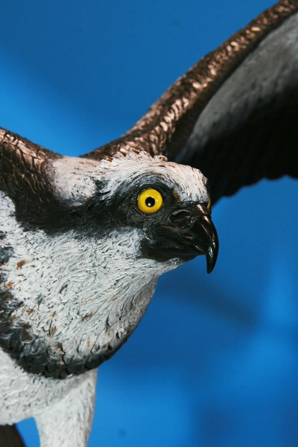 “Osprey” Commissioned by the Patron of ‘Friends of Osprey’ to increase public awareness of this magnificent and endangered bird. “Osprey” life-size bronze (eyes -glass) Dimensions 144 cm W x 77 cm H x 53 cm D.