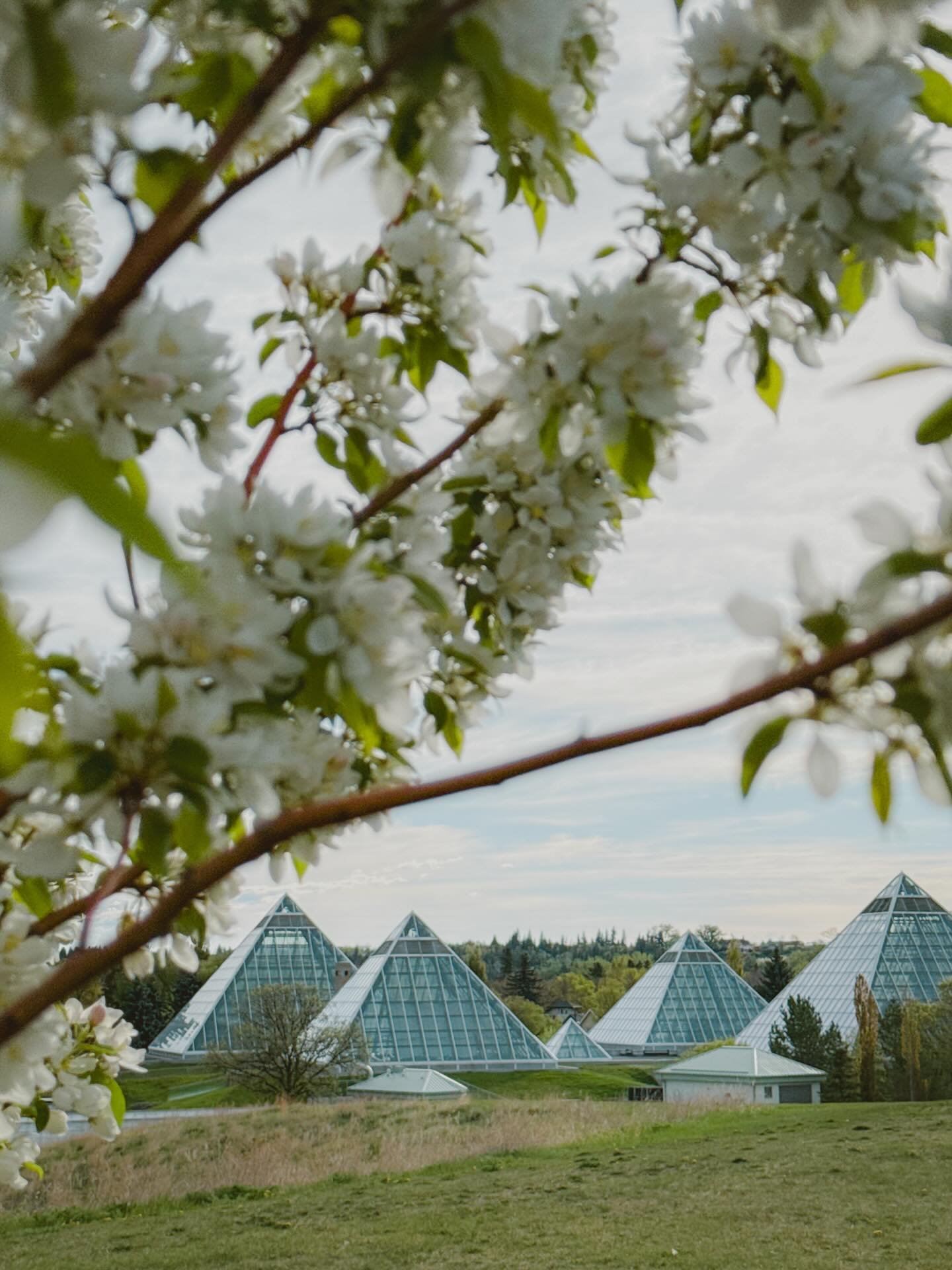 Muttart in bloom. ⁣
✨🌿⁣
⁣
⁣
&mdash;⁣
#yeg #exploreedmonton #edmontonrivervalley #alberta #edmonton