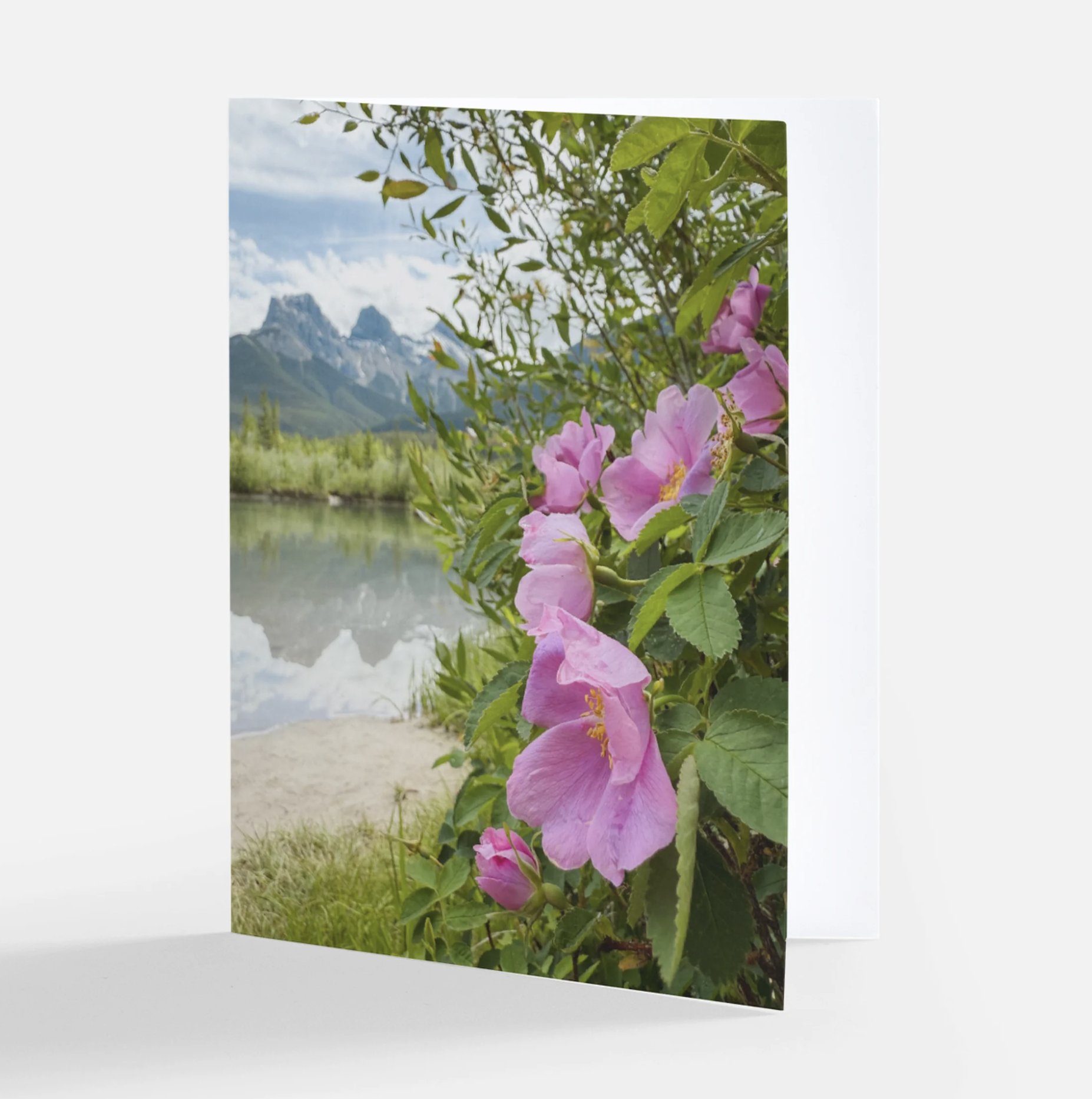 Wild Rose Greeting Card