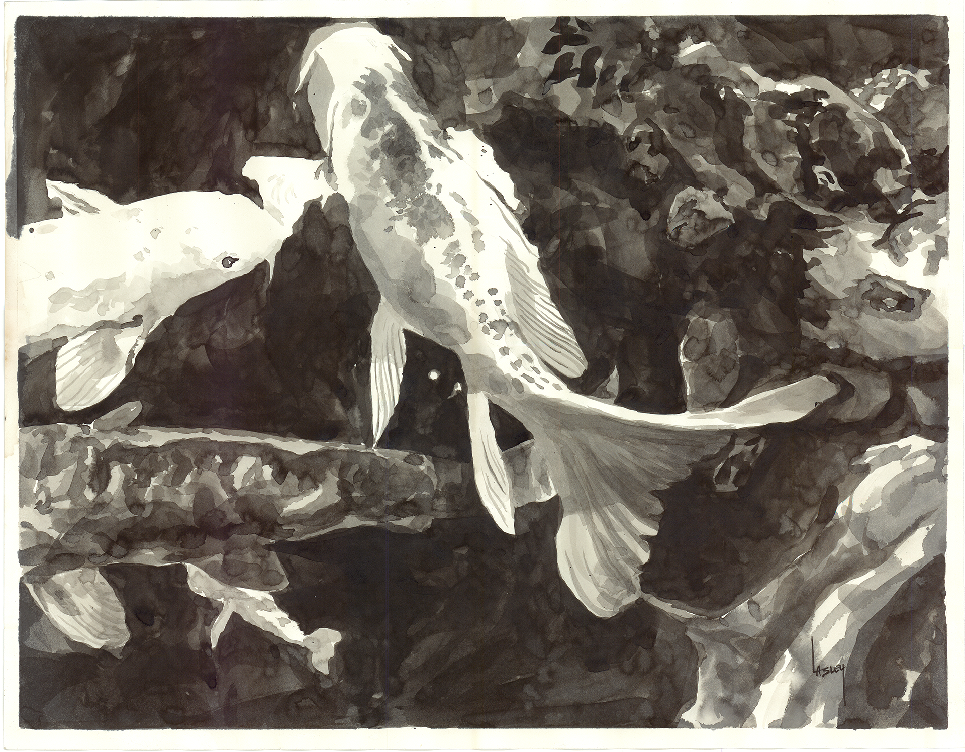 "Koi Feeding 1" Ink Wash on Paper by Blake Lasley