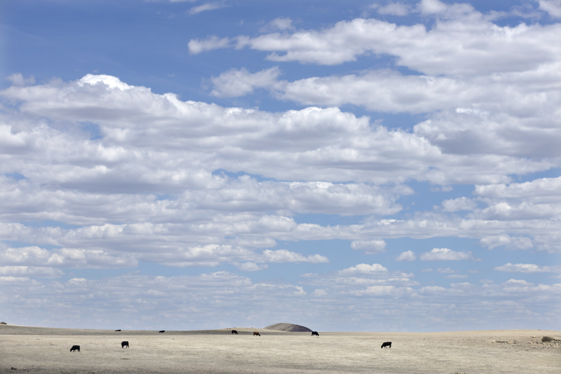 Cattle Country and Clouds 38 in.jpg