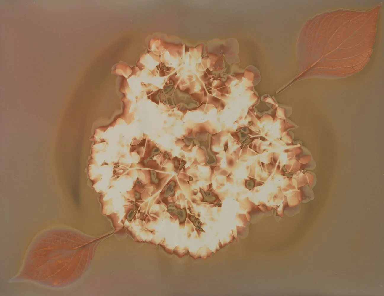 Foliage with two large leaves surrounding a highly stylized flower with multiple petals, all rendered with a glowing, fiery effect.