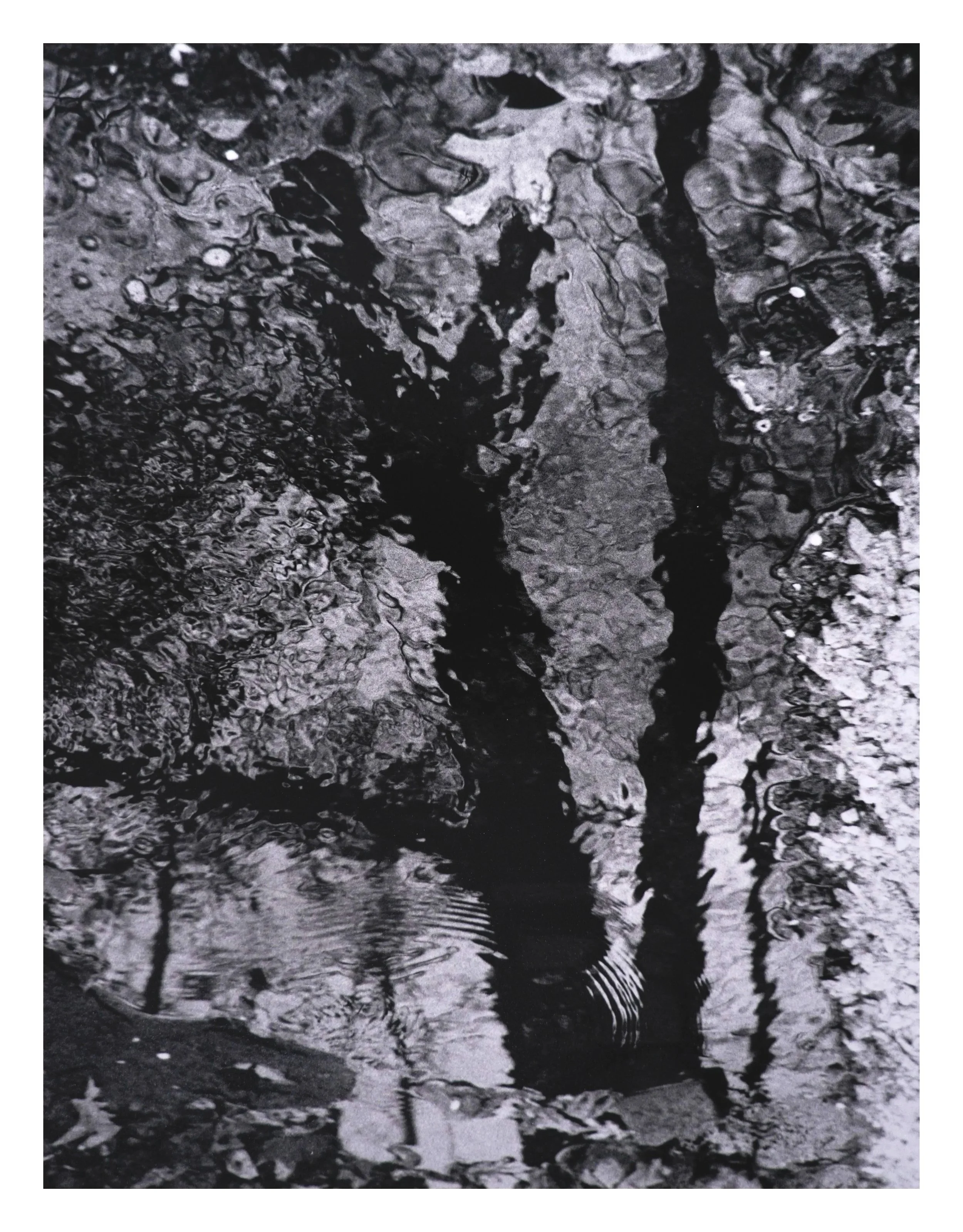 Close-up of dark, wet leaves and rocks submerged in water, with ripples on the surface.
