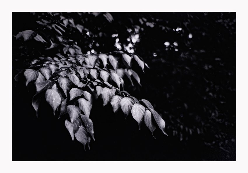 Black and white photo of tree leaves with light filtering through.
