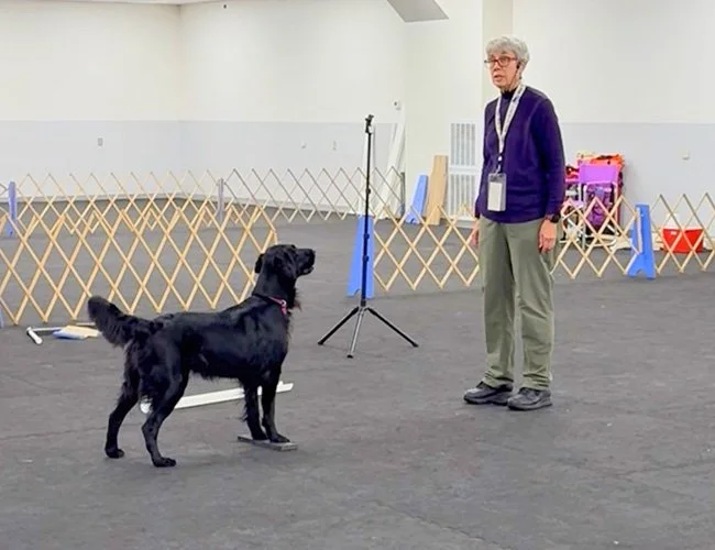 dog-obedience-fort-wayne-indiana-3.jpg