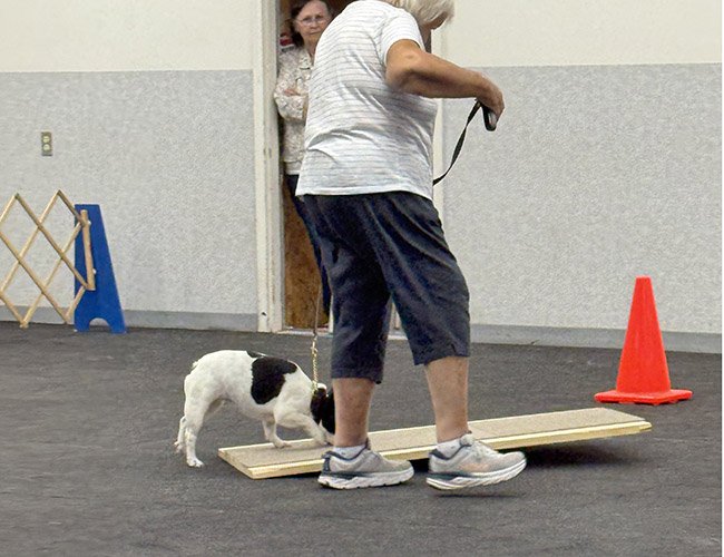 dog-obedience-fort-wayne-indiana-8.jpg