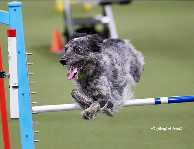 dog-obedience-fort-wayne-indiana-1.jpg