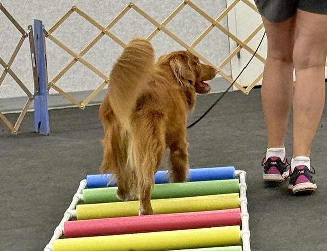 dog-obedience-fort-wayne-indiana-4.jpg
