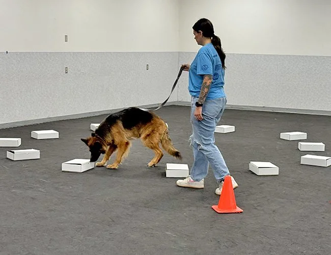 dog-obedience-fort-wayne-indiana-5.jpg