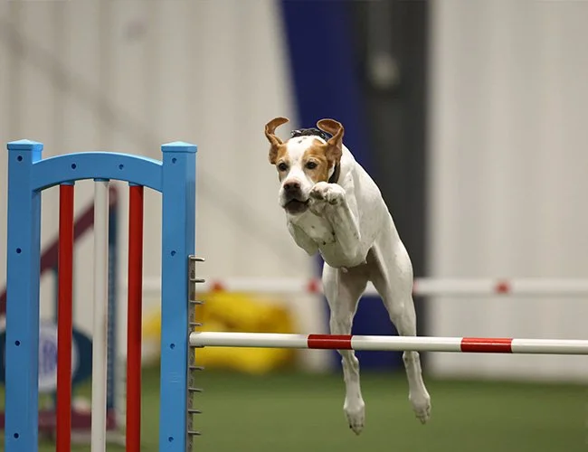 dog-obedience-fort-wayne-indiana-9.jpg