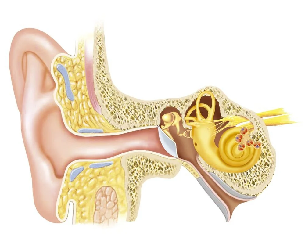 Ear Tube Placement — Reddy Sinus
