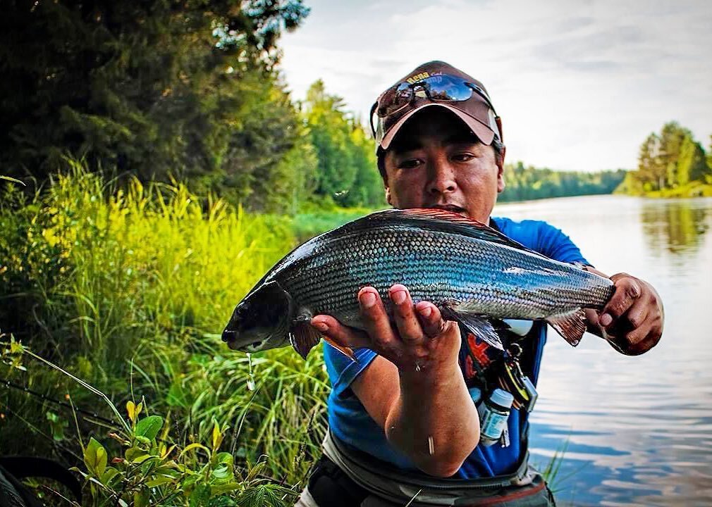 The green grass and rising fish. Summer is coming. @sprutnes with a Rena river Grayling. #flyfishing #norway #renaelva #fluefiske #utno #fishing #nature #travel #renafiskecamp #renafishcamp