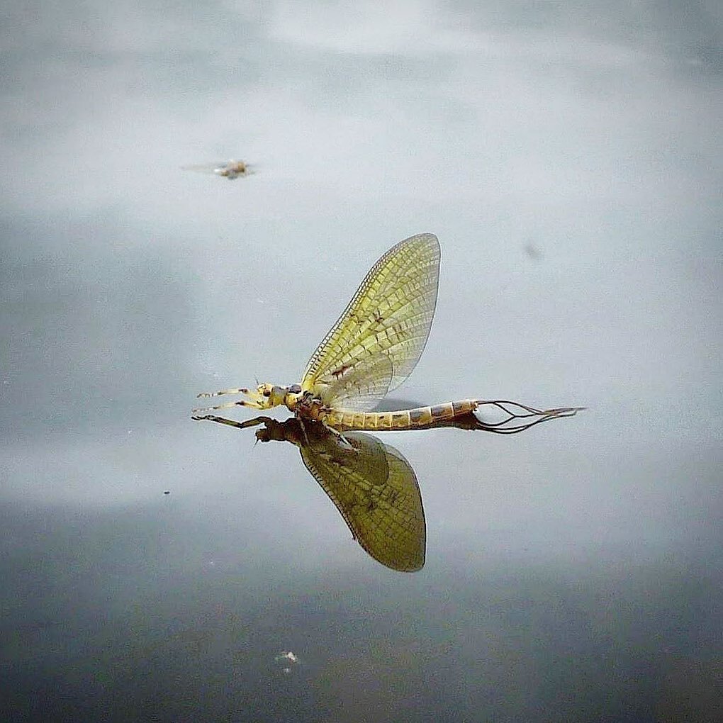 A closer look🔬
Matching the hatch @brakvand 
To book a day with Henrik as your guide or to book an apartment at the Fishcamp email johnbond.mt@gmail.com #flyfishing #renaelva #fluefiske #norway #travel #fishing #nature #utno #mayfly #renafiskecamp #