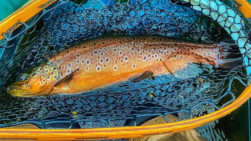 Henrik @brakvand with a beautiful trout on the dryfly from the Rena River. 
To book a guided day fishing with Henrik or reserve a apartment at the fishcamp email johnbond.mt@gmail.com #flyfishing #norway #renafiskecamp #renaelva #fluefiske #utno #fis