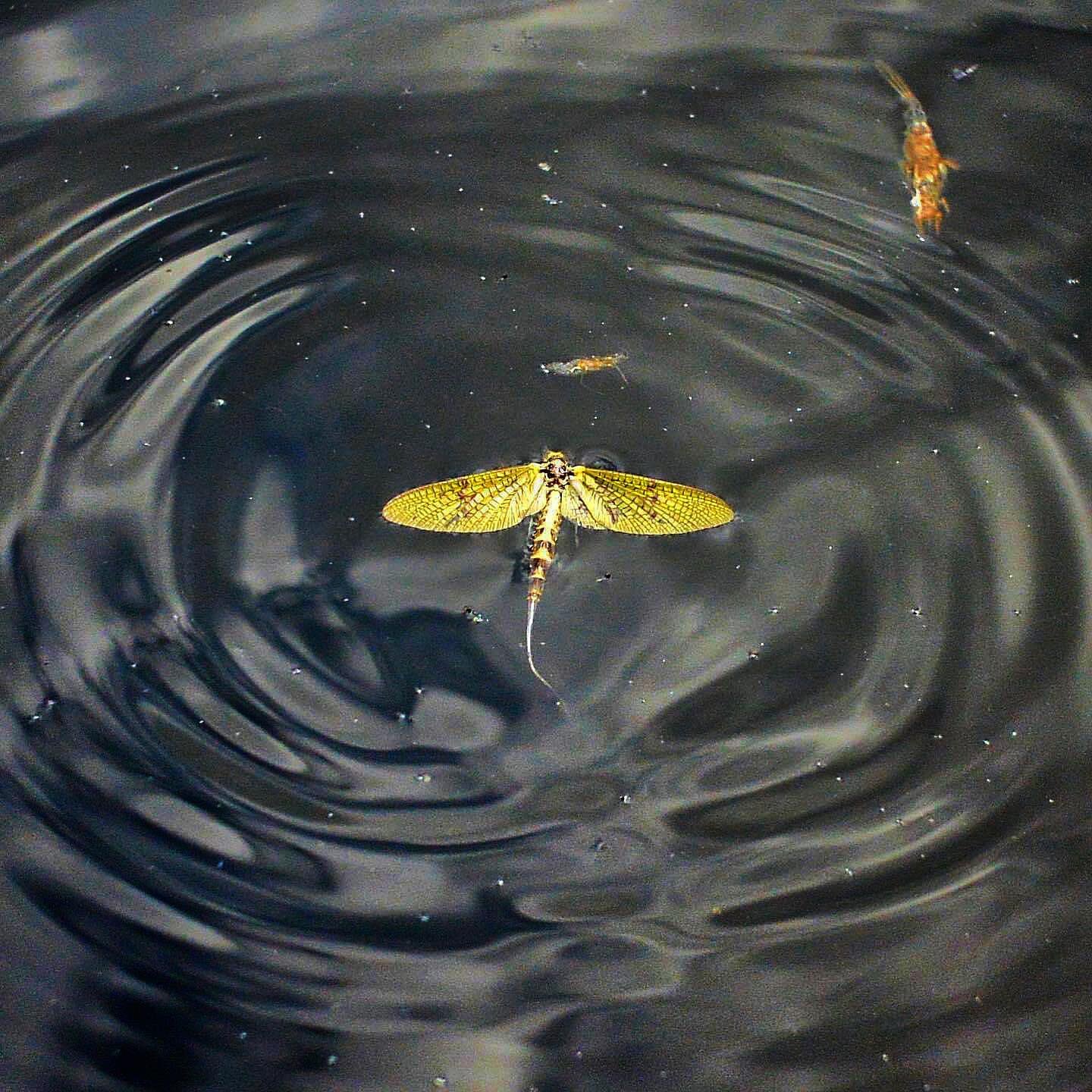 Soon...
.
.
📸 @brakvand  #fluefiske #flyfishing #dryfly #norway #utno #renaelva #fishing #renafiskecamp #nature #renafishcamp #mayflies #gloomispro