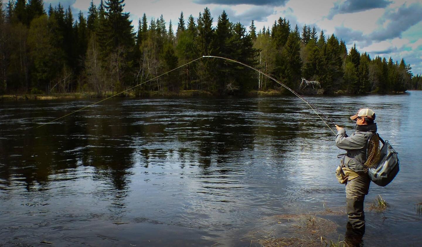 @sprutnes locked in. 🔒 
#flufiske #renaelva #flyfishing #norway #nature #renafiskecamp #renafishcamp #fishing