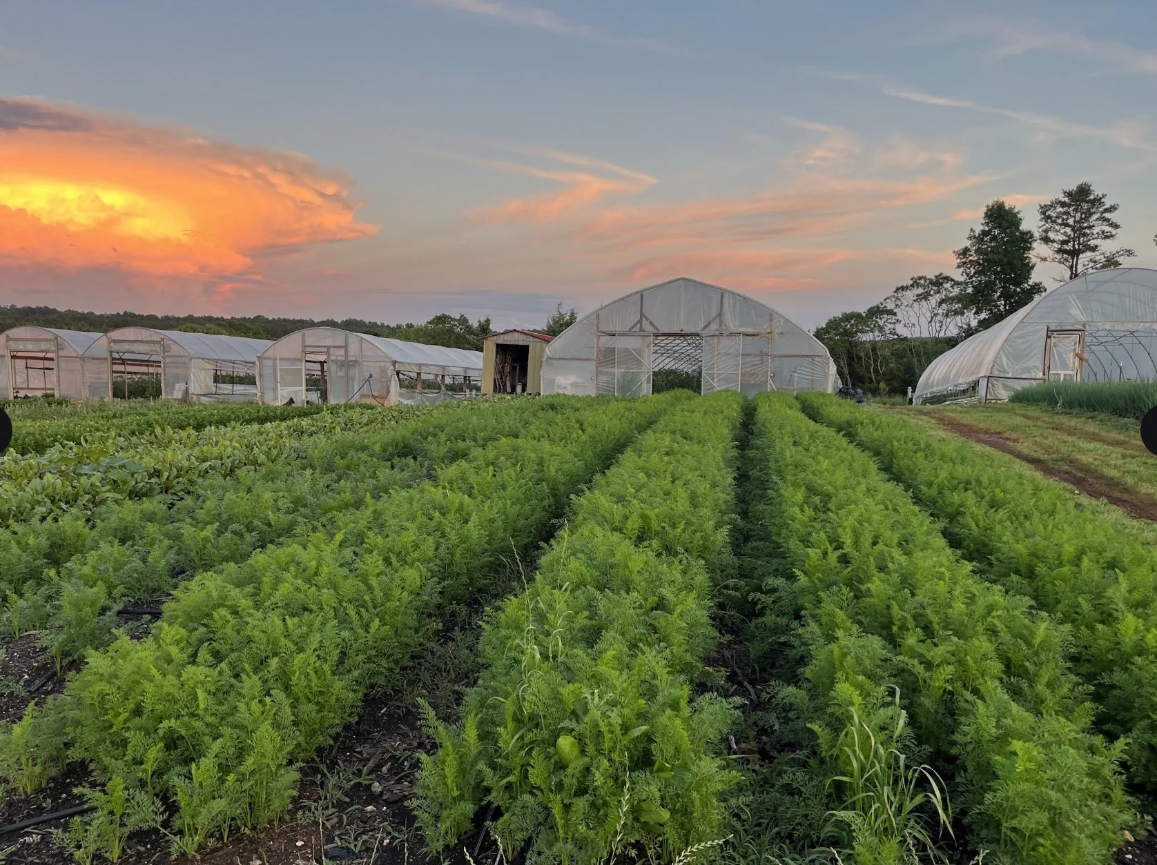 carrots field 3.jpg