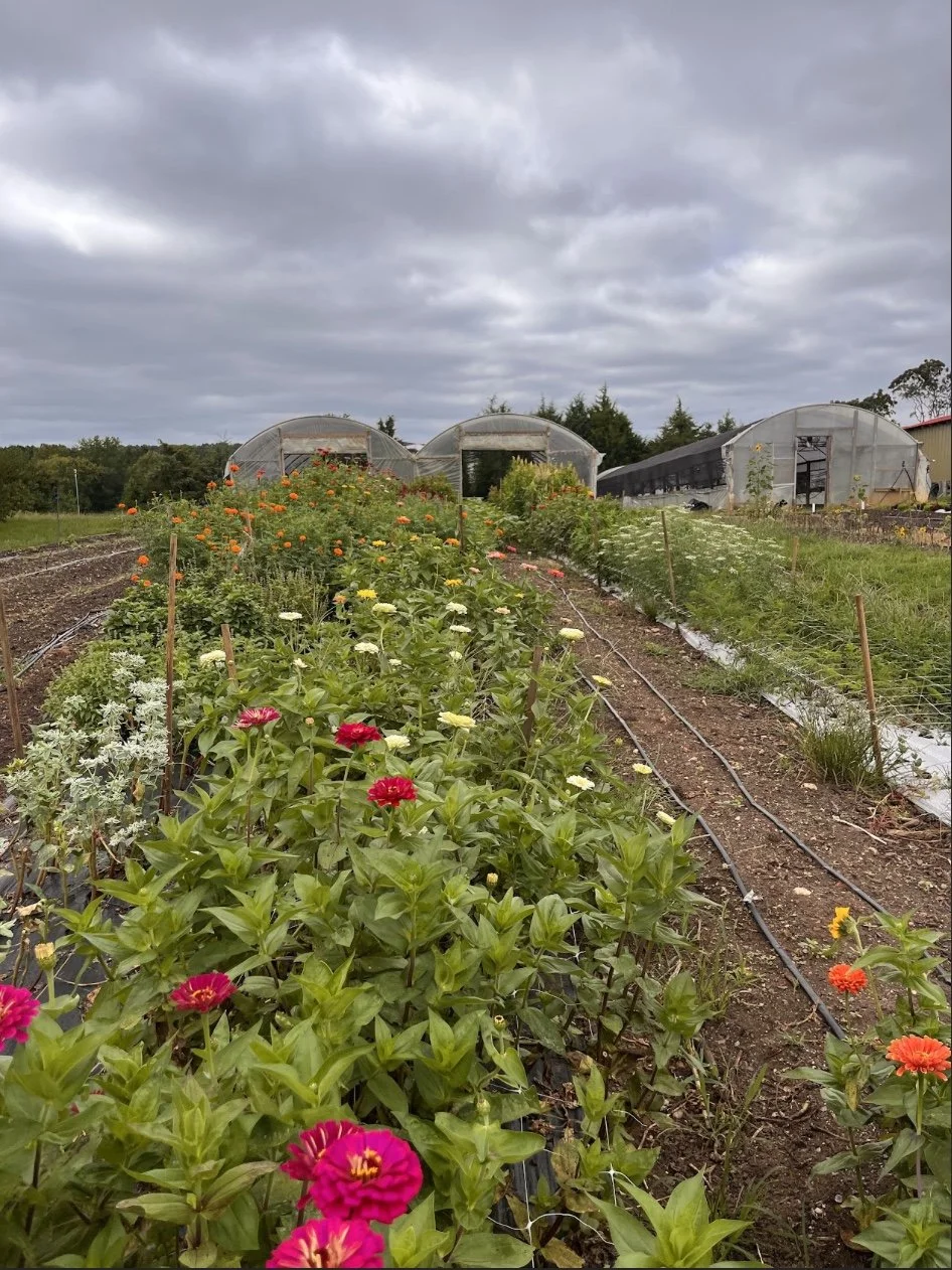 Flower feild.jpg