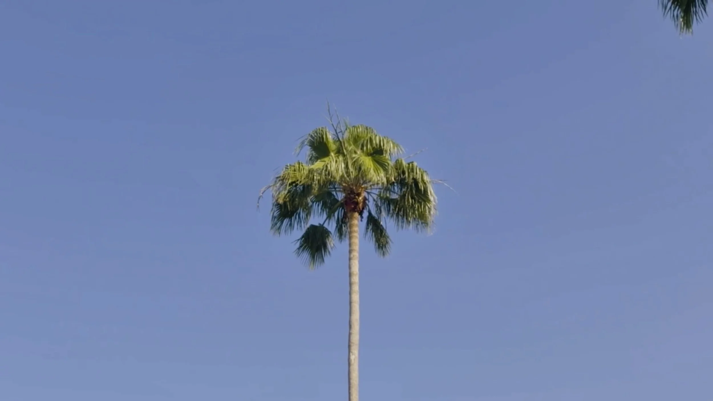 Palm Tree.jpg