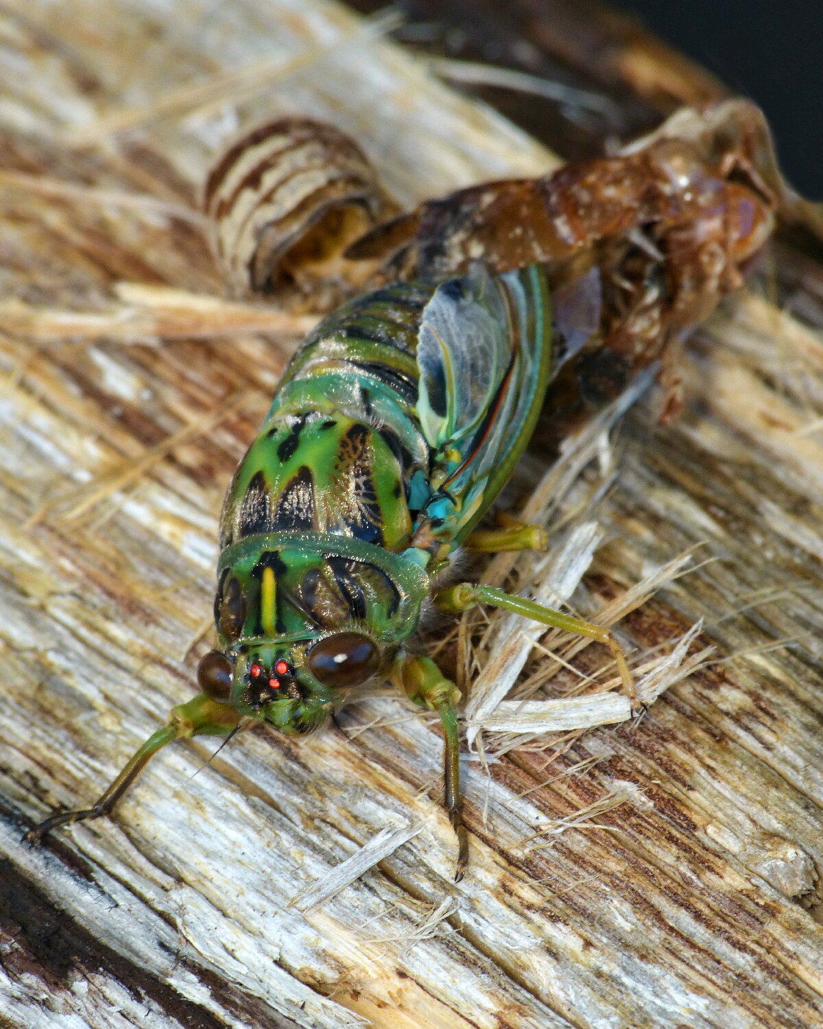 Be Like A Cicada