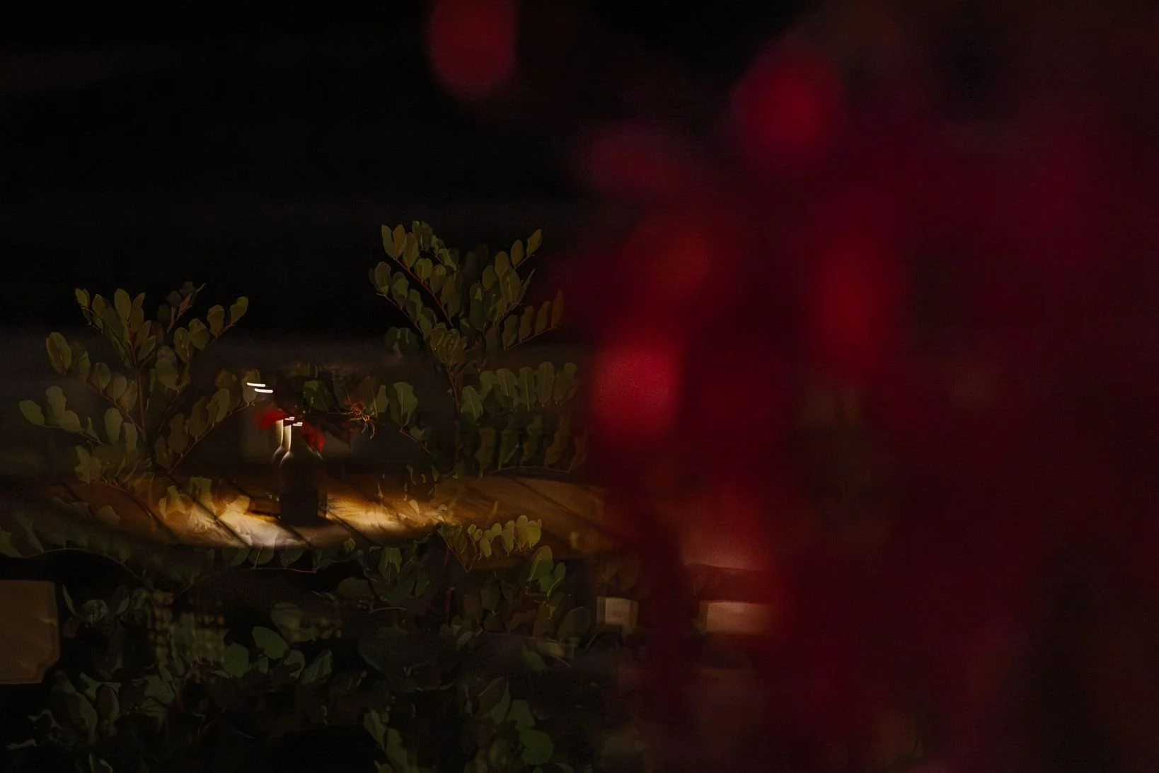 Amaracus winter 2025-108.JPG