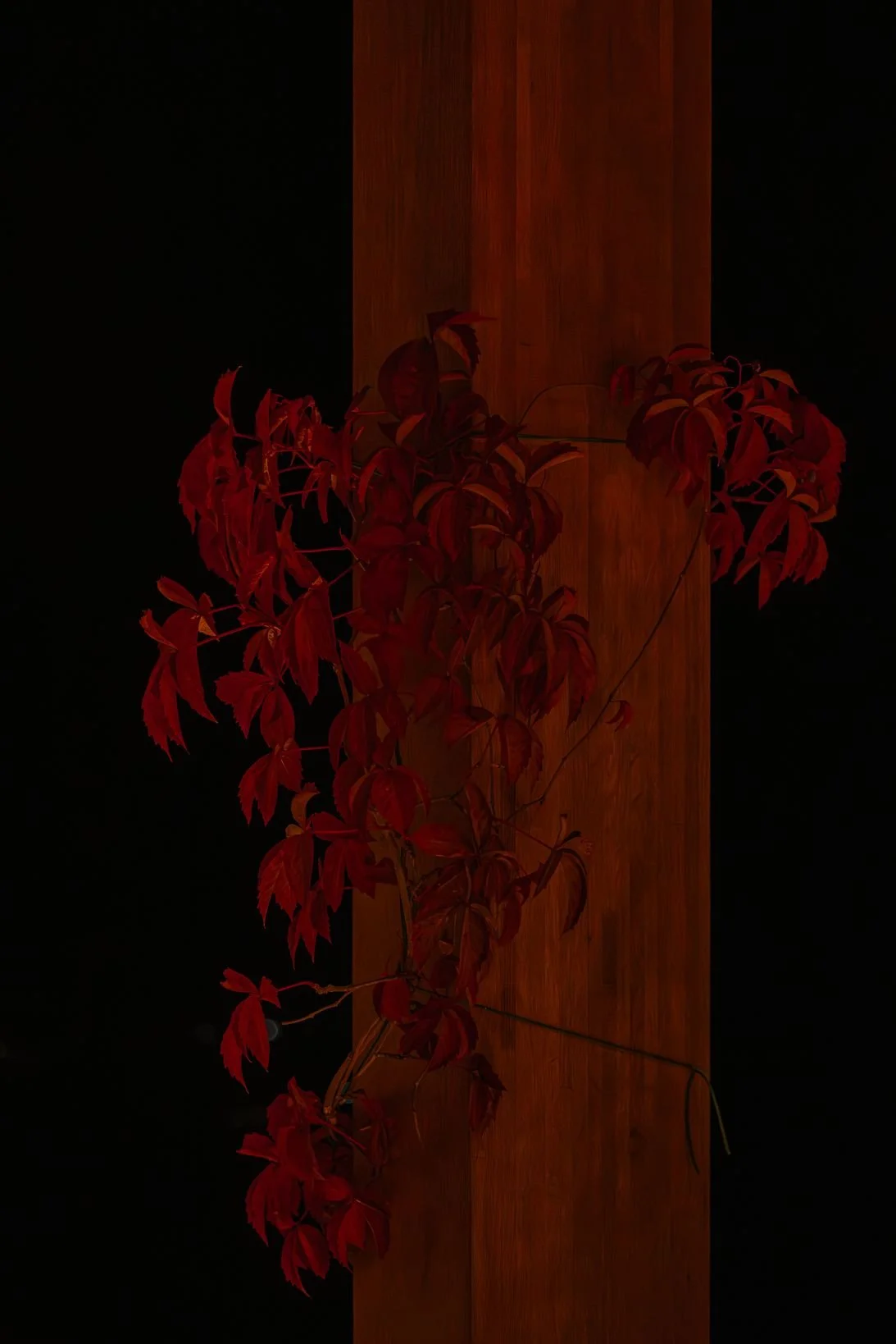 Amaracus winter 2025-107.JPG