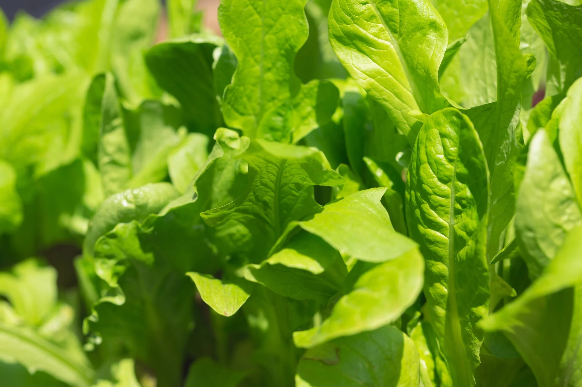 Two nutrients that make weight loss effortless