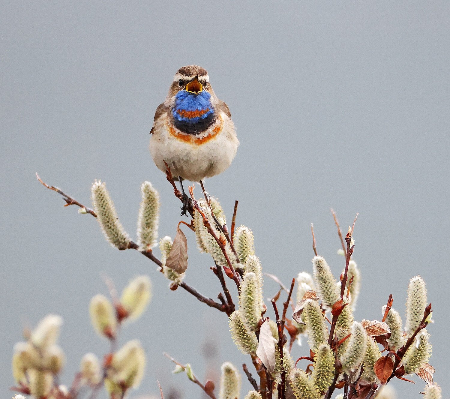Fugleforedrag med Tom Schandy
