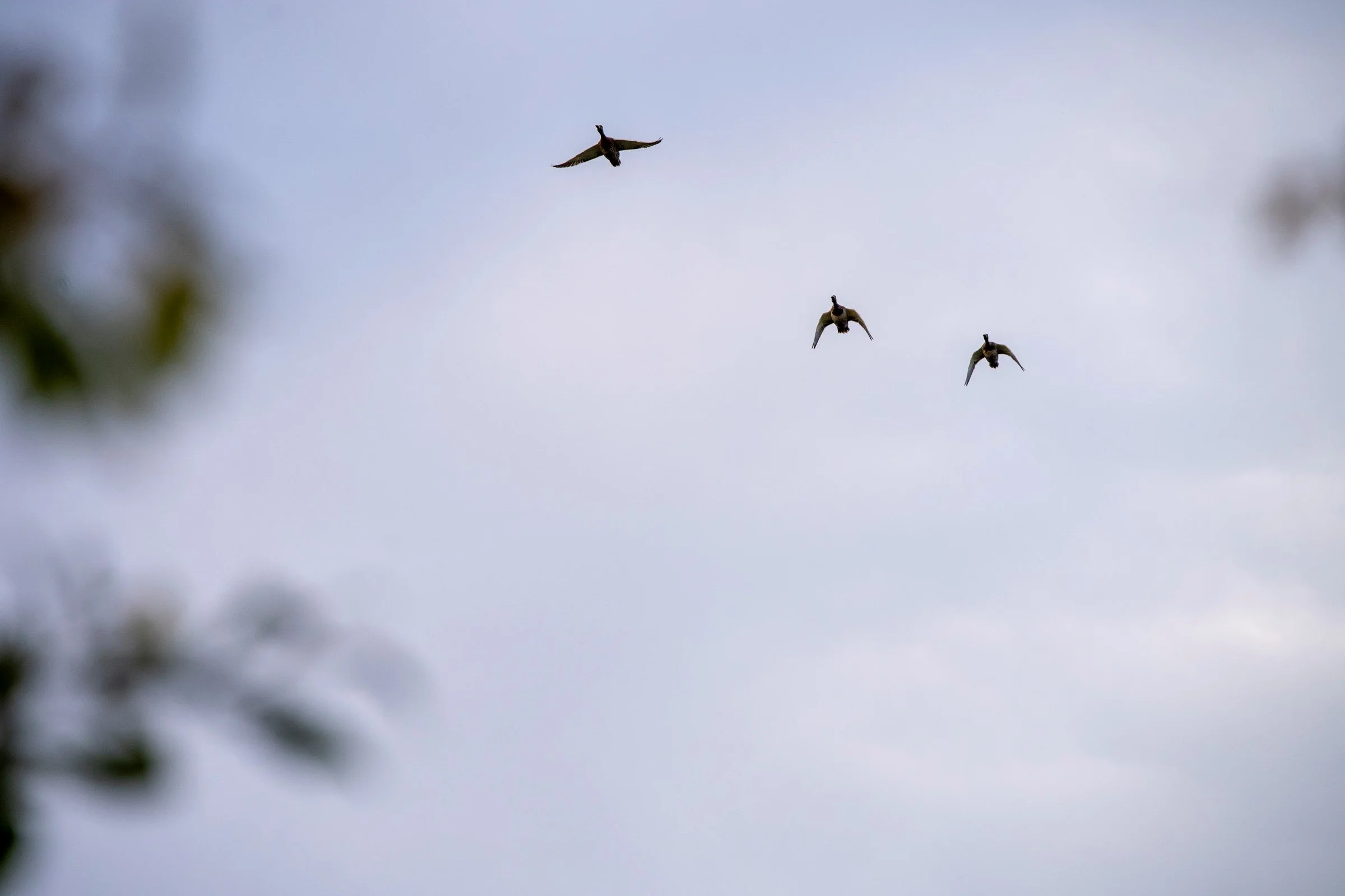 Fugl - våtmarksområde