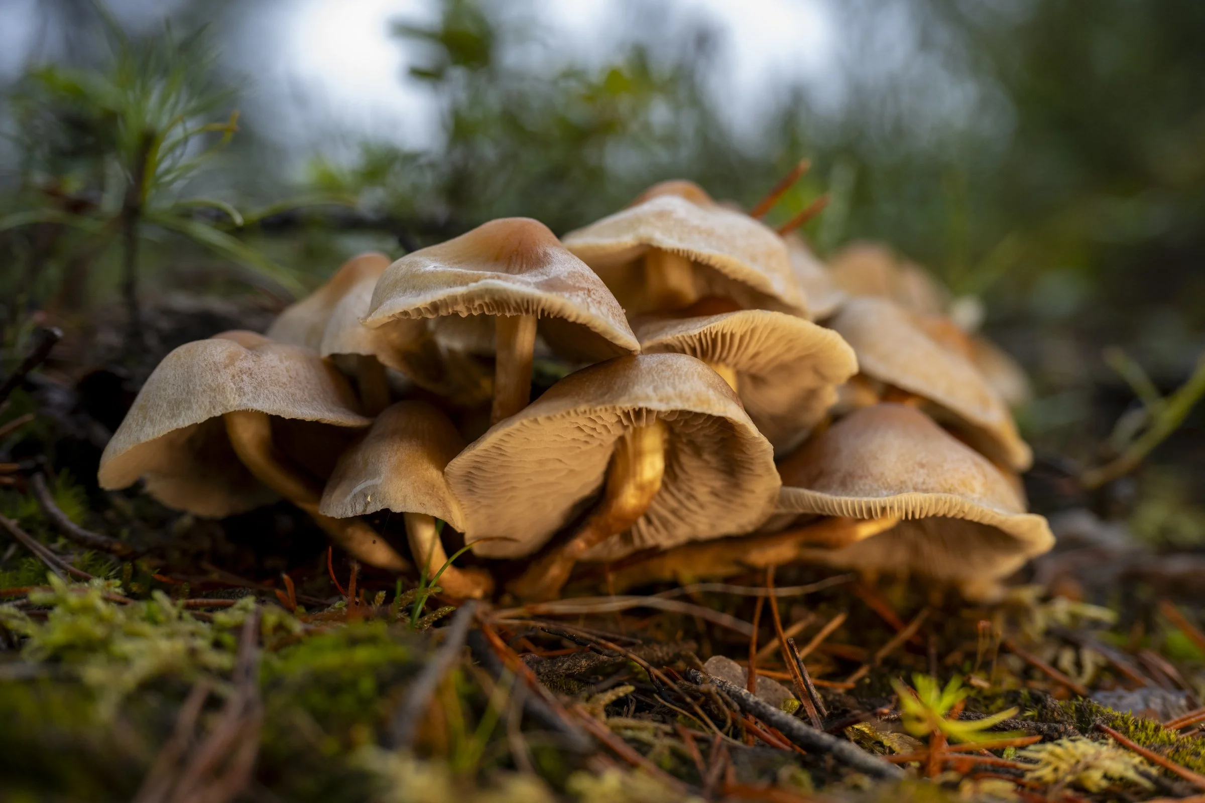 Sopptur med belysning