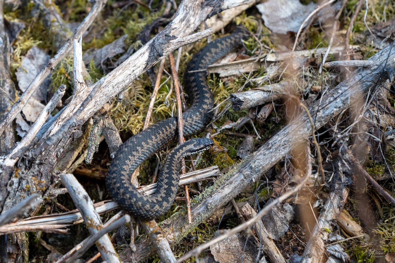 Z63_5260.JPG