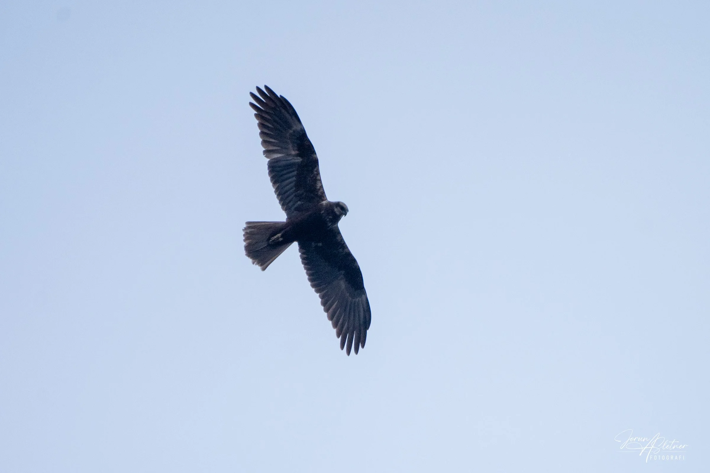 Z63_8275.JPG