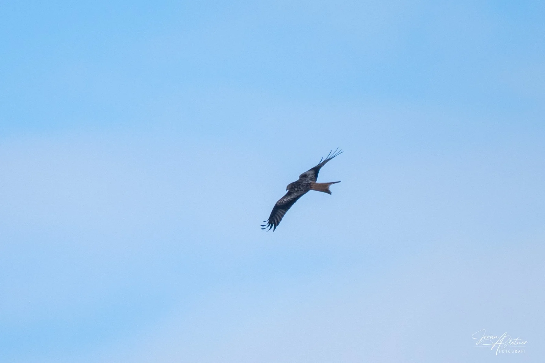 Z63_8319.JPG