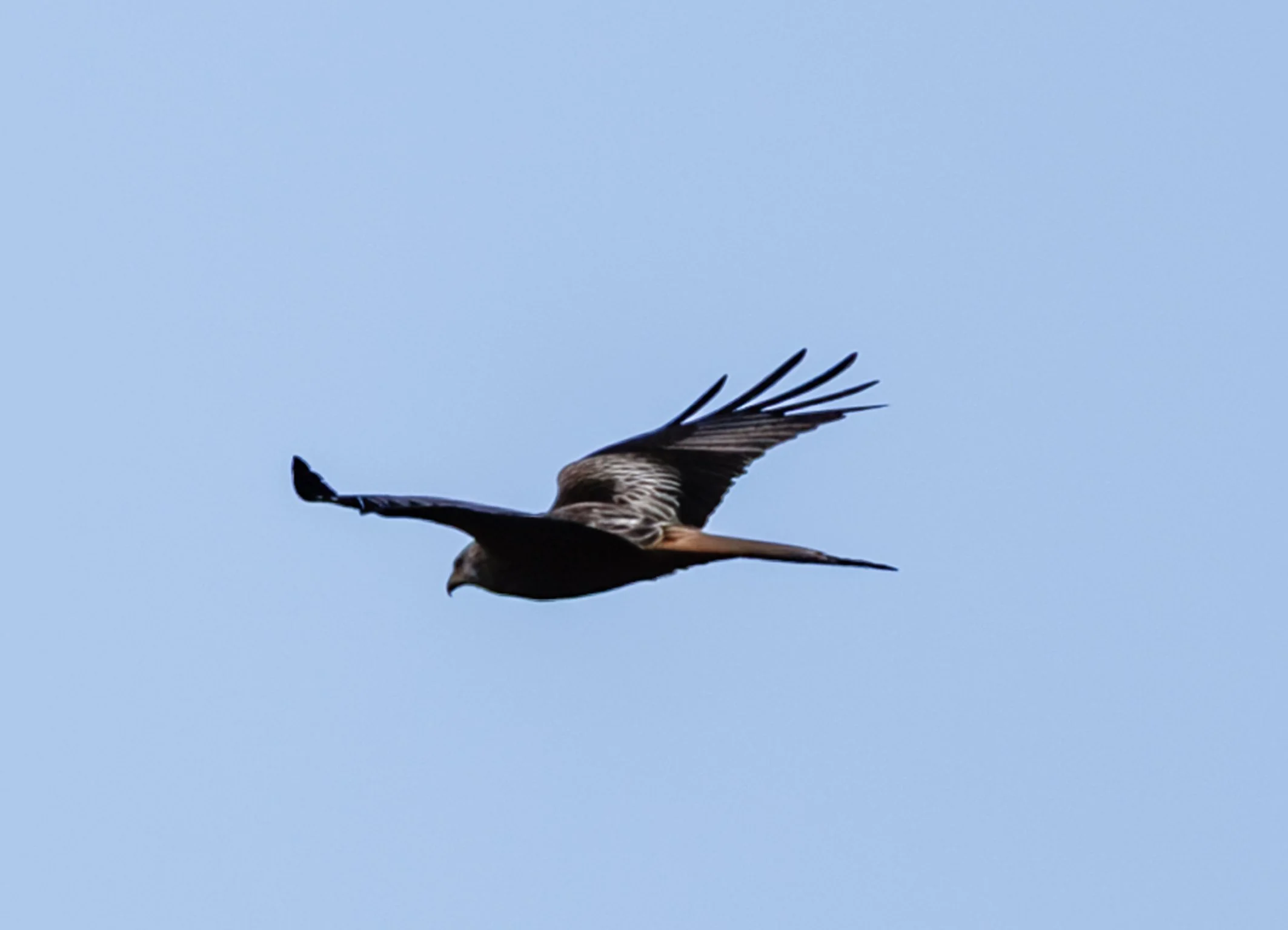 Rødglente-IMG_3741.jpeg