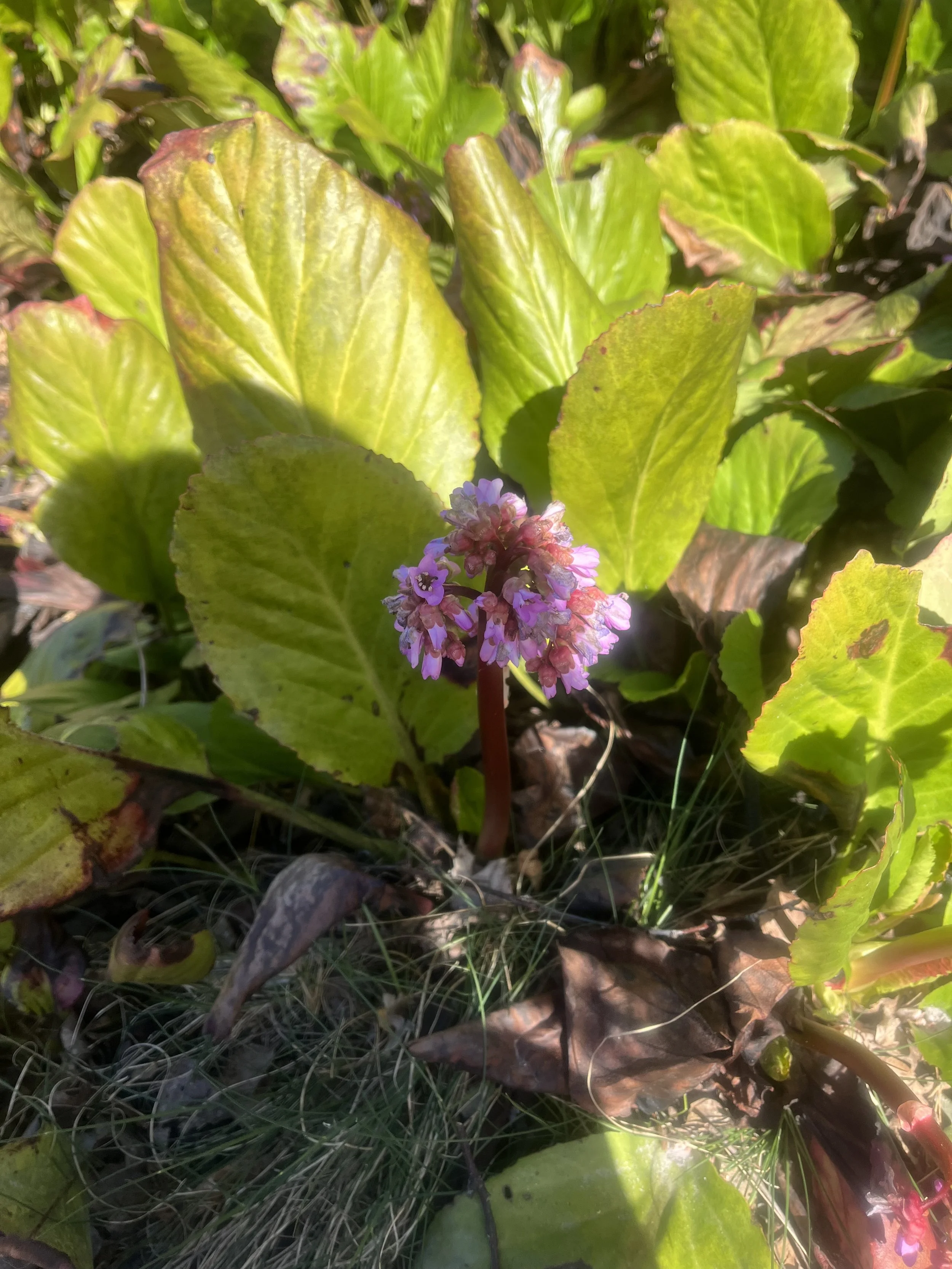 IMG_5718.jpeg