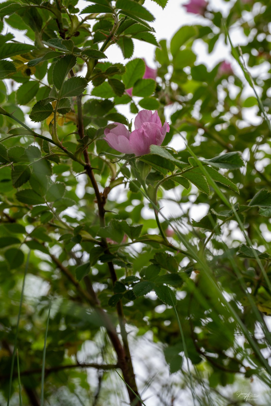 Z63_8952.jpg