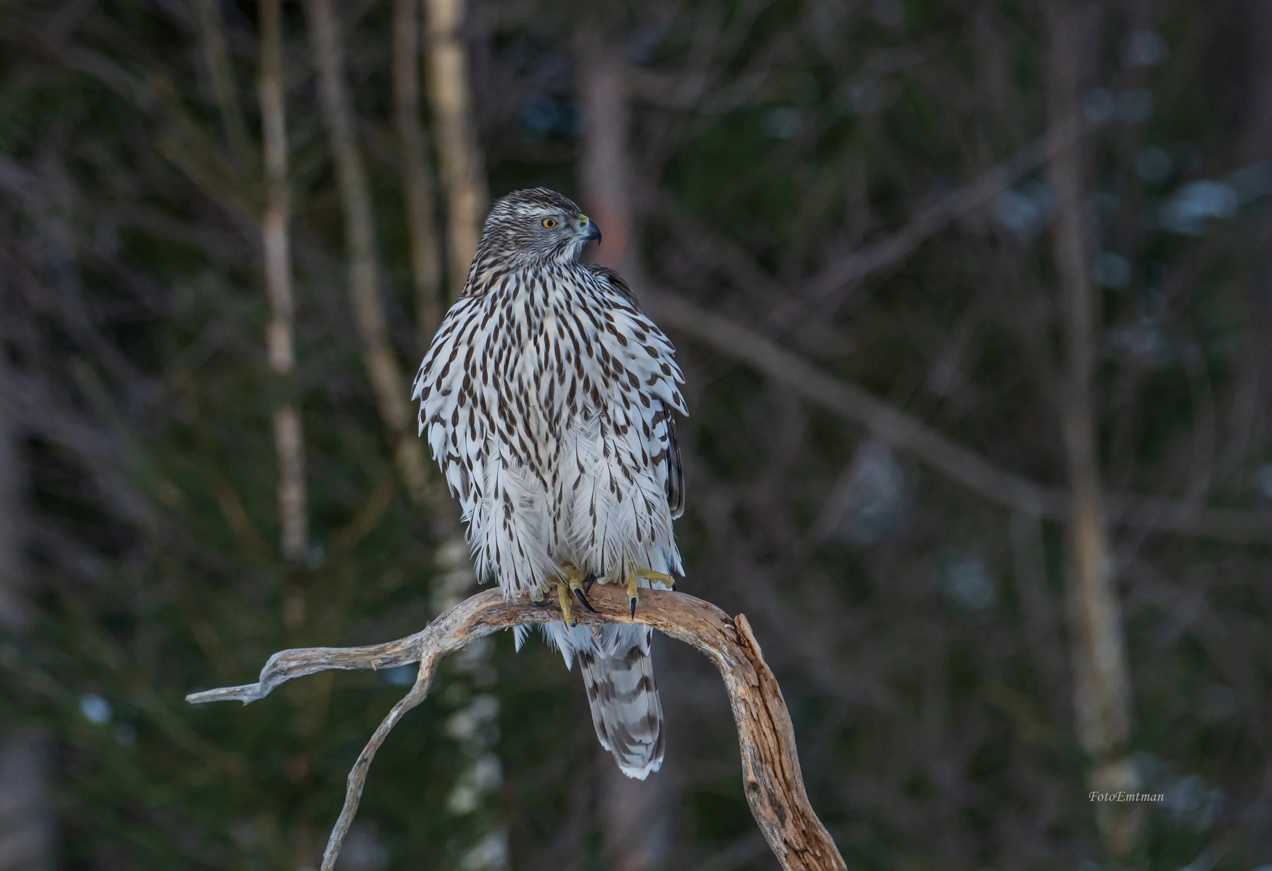 DSC_8073 kopiera.jpg