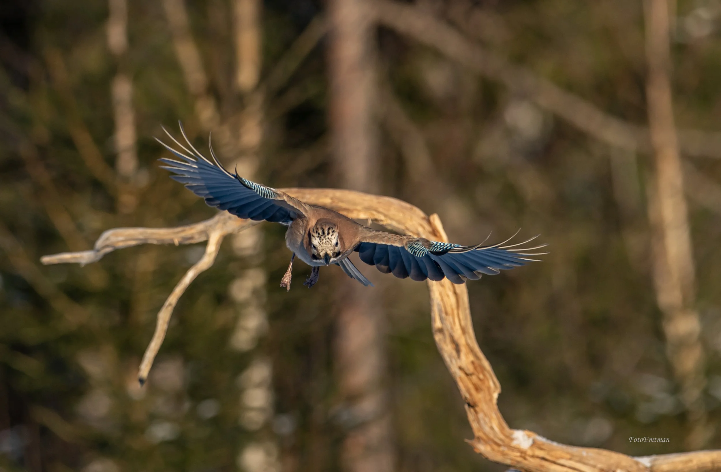 DSC_7606 kopiera.jpg