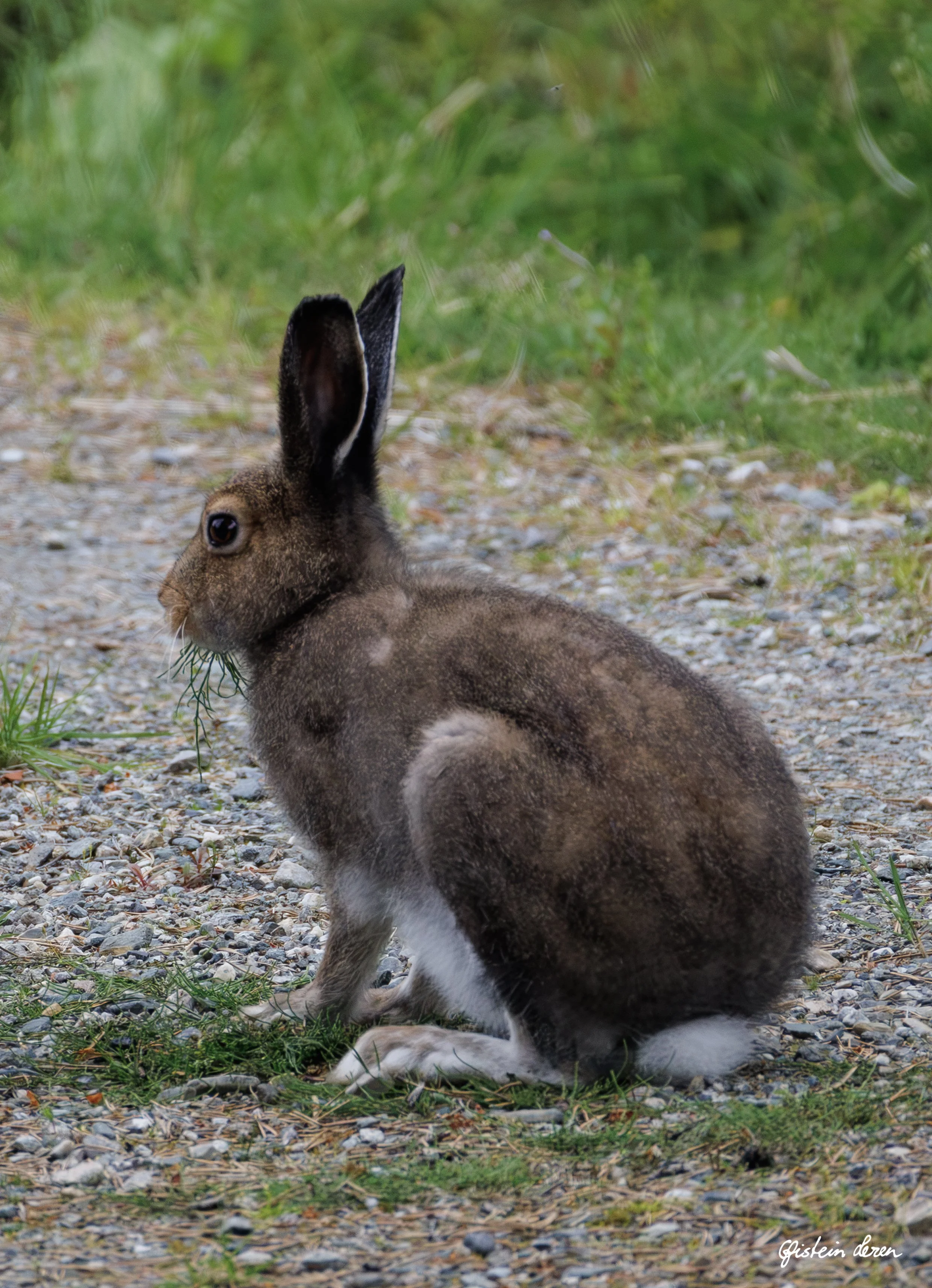 Hare-IMG_6292-21x29-sign.jpg