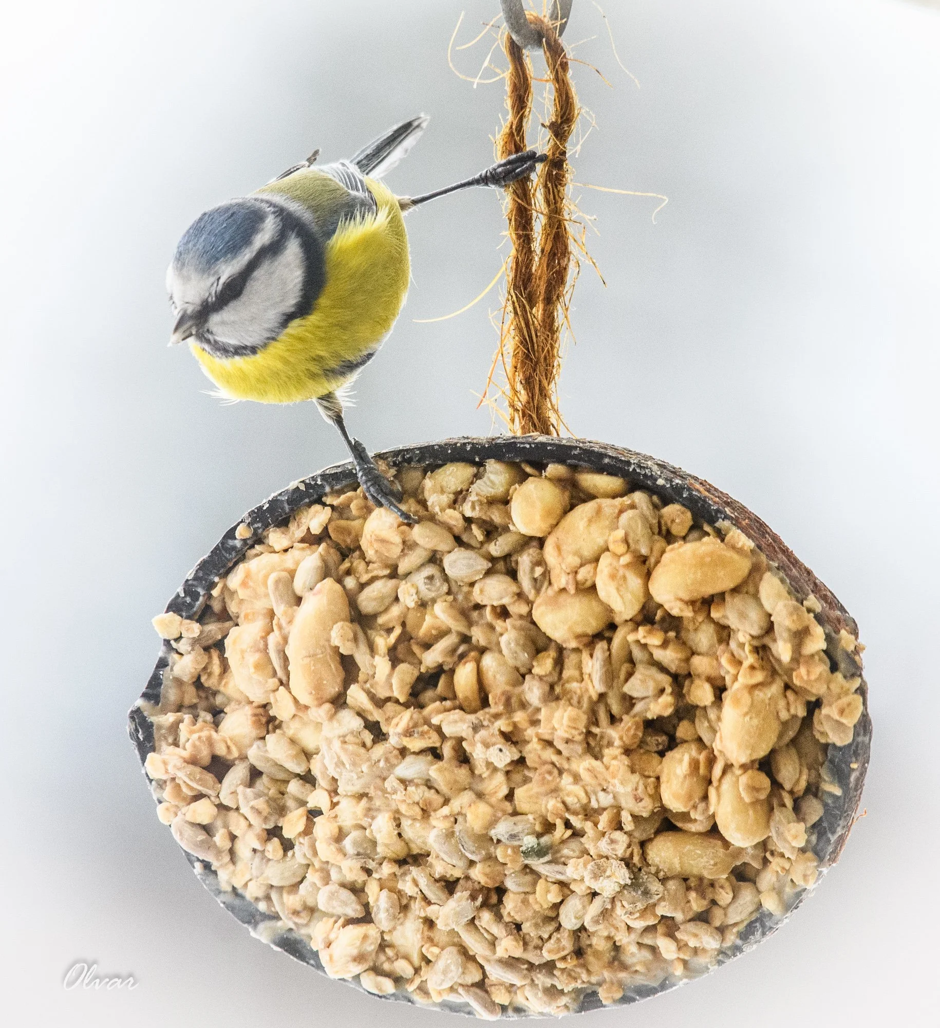 DSC_1054 meisebolle. Olvar.jpg