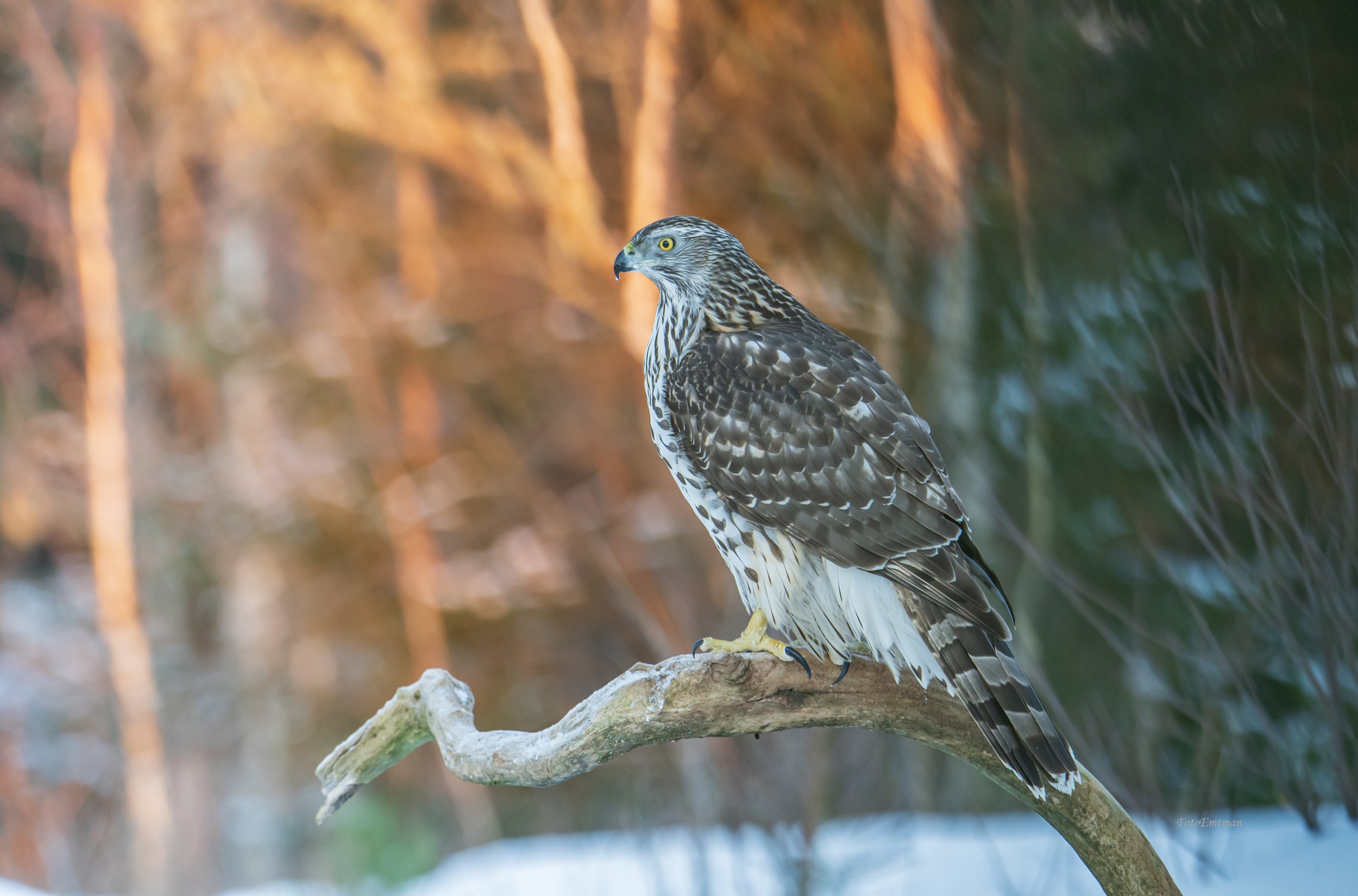 DSC_7931 kopiera.jpg