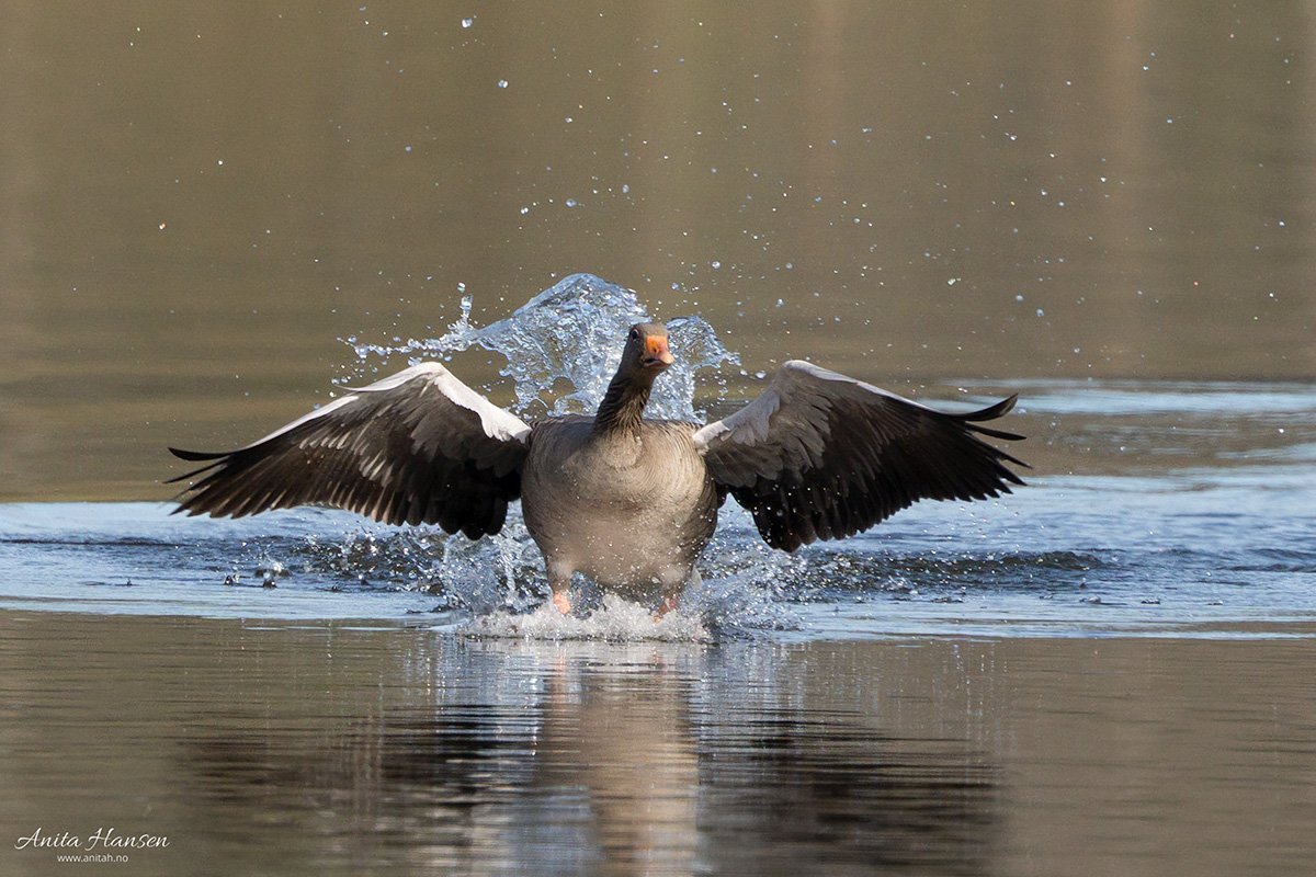 gås i landing.jpg