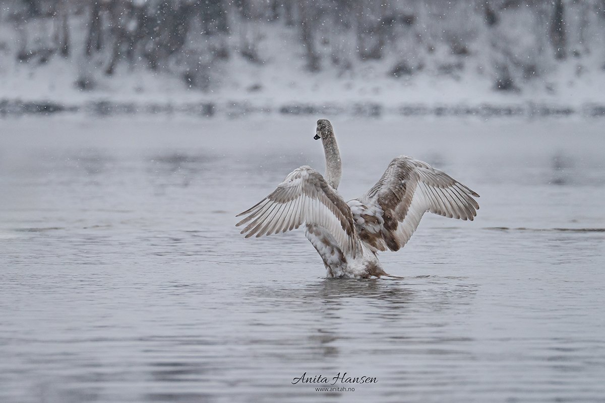 svane i snøvær.jpg