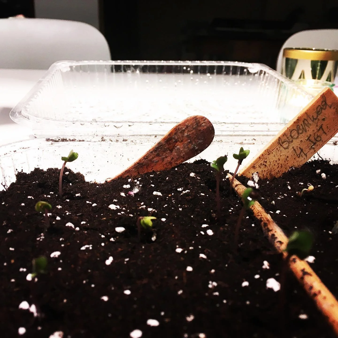 Plastieken bakjes, ik heb morele bezwaren. Maar ze hebben hun nut, zowaar. Voor een optimale ontkieming van uw bloemkoolzaad (en ander zaad). 
Het meeste moestuinzaad ontkiemt vlotter in een vochtige warme omgeving. Bakje via @toogoodtogo.be 😁#duurz