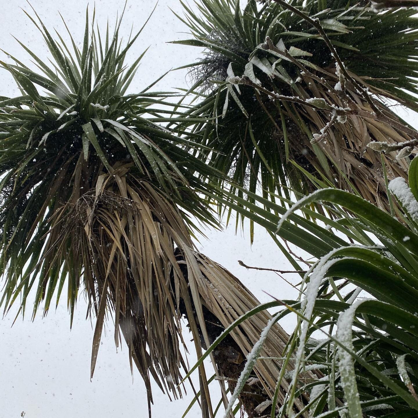 Pictures of plants that shouldn&rsquo;t have snow on them, but do ❄️
.
.
.
#palmtrees #jasmine #bamboo #olivetree #beastfromtheeast2  #snowday #snow #flora #plants #plantsofinstagram