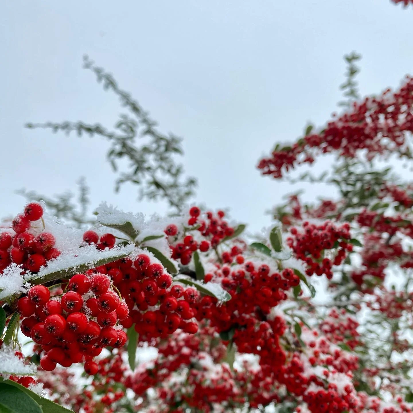 Never more beautiful than when covered in snow ❄️❤️❄️ 
.
.
.
#snowscape #snowyscene #redberries #lanterns #coveredinsnow  #calm #peaceful #happyplace