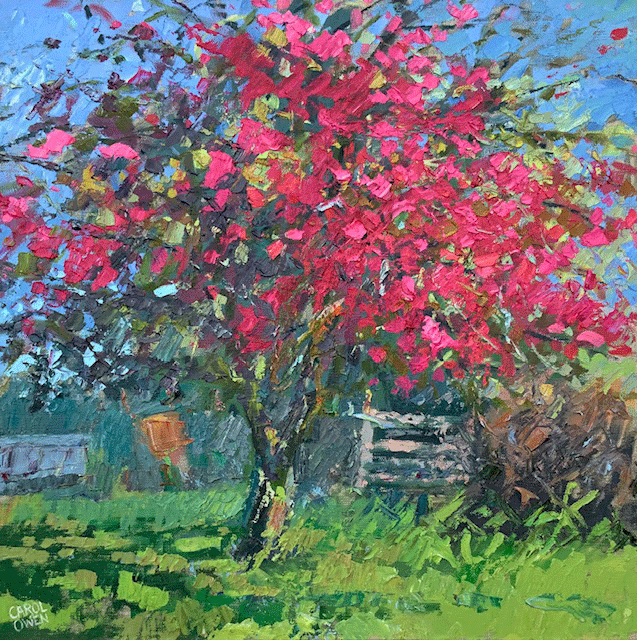 Our-crab-apple.gif