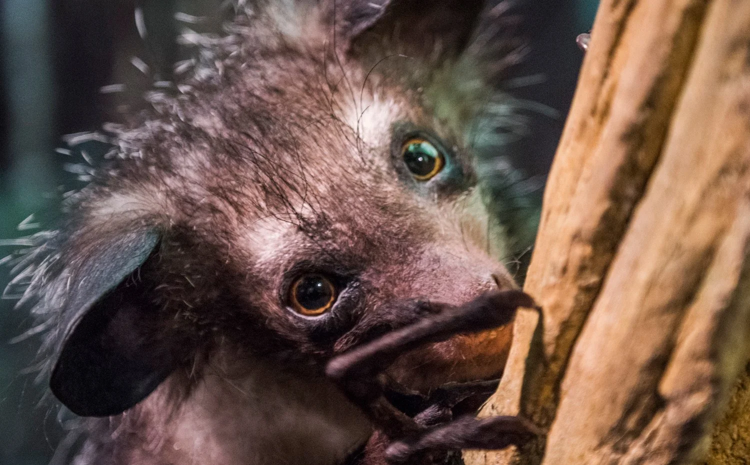 Monkeys: A Primate Story